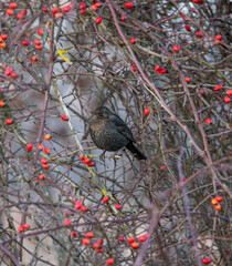 Common Blackbird (Turdus merula), female in Dog Rose (Rosa canina) with red berries,...