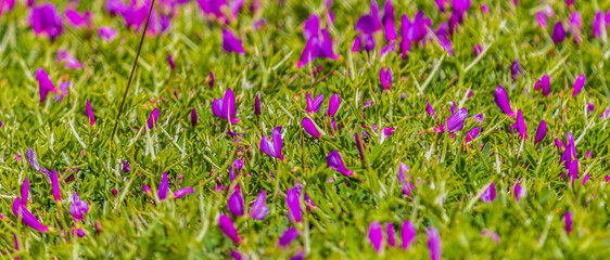 bunch of spider flower or spider plant
