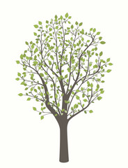 Drawing of a tree with leaves on a light background