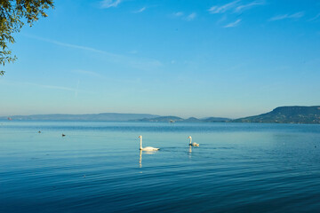 Fototapeta na wymiar swan on the lake and mountains