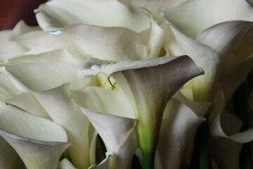 Bouquet of white fresh calla lilies with green stems