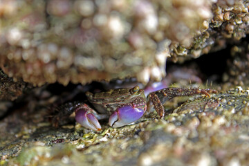 crab in a rock shelter Thailand