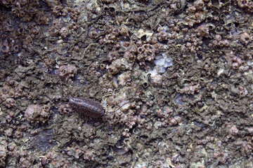 sea shells background insect Thailand