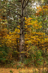 Beautiful and vibrant fall/autumn colors in the forest.  Sand Ridge State Forest, Illinois, USA.