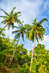 Fototapeta na wymiar Green palm tree on the background of bright sunny sky