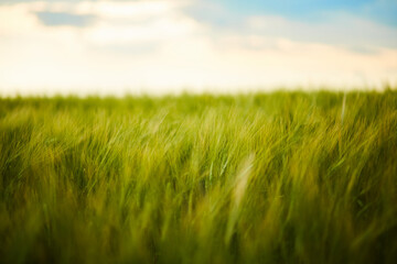 green wheat field