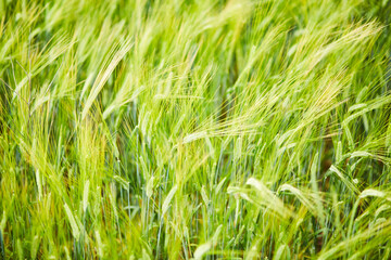 green wheat field