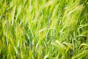 green wheat field