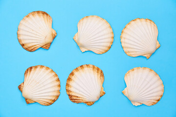 shells on a blue background