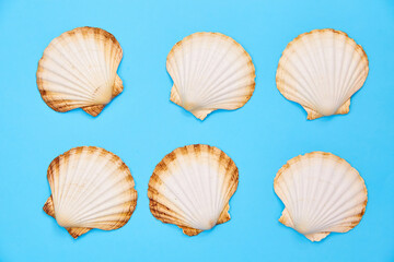 shells on a blue background