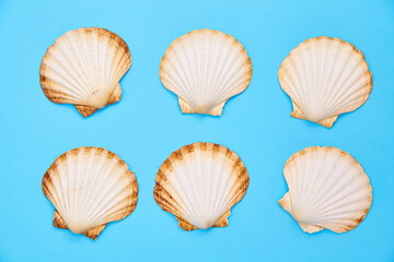 set of seashells