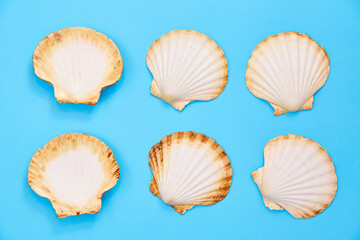 shells on a blue background