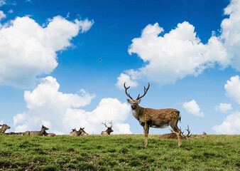 Deer's lying on grass and one deer stands beautifully with blue sky background, sunny day in nature of Russia