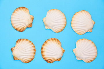 collection of seashells