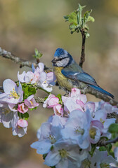 Eurasian Blue Tit (Cyanistes caeruleus) in blooming apple tree, Hesse, Germany