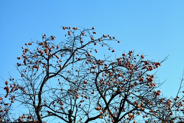 青空の中の柿の木