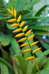 Yellow bromeliad inflorescence on garden 