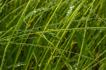 Beautiful drops of transparent rainwater on grass.Raindrops texture in nature.Fresh natural background.Green nature after the rain.Outdoors in spring.Close up grass selective focus.Website banner.