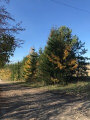 autumn in the forest