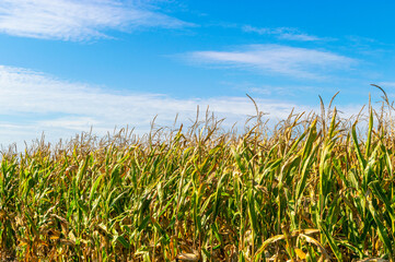 Beautiful corn field