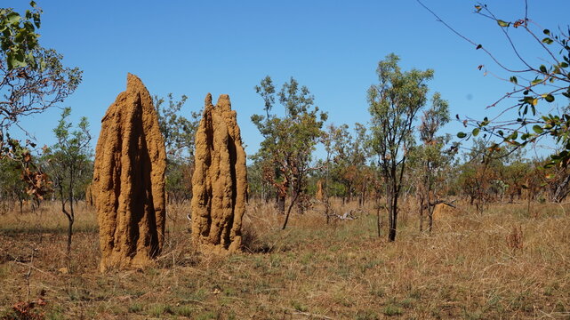 Termiten in Nordaustralien