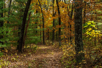 Fototapeta na wymiar Beautiful and vibrant fall/autumn colors in the forest. Sand Ridge State Forest, Illinois, USA.