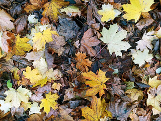 Abstract background leaves pattern ,colorful fallen leaves in fall before winter.