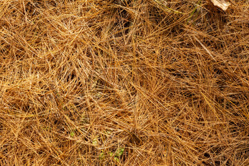 Pine needles on the forest floor.  Sand Ridge State Forest, Mason county, Illinois.