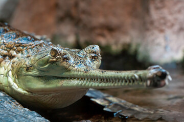 
the head of a wild adult green gavial and his mouth full of sharp teeth in the water in nature during the day