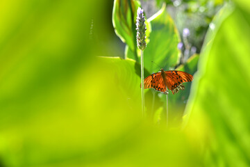 mariposa en el jardín