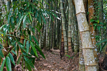 Giant bamboo or dragon bamboo (Dendrocalamus giganteus), Rio de Janeiro, Brazil 