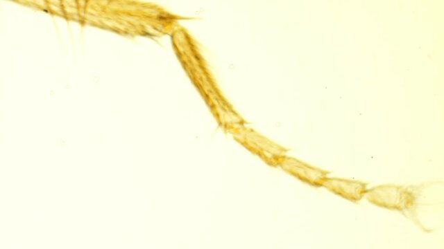 Focusing microscope on insect leg
