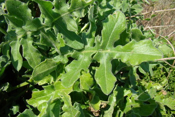 Fototapeta premium Wildflower (Centaurea sphaerocephala)