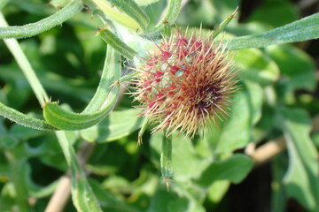 Wildflower (Centaurea sphaerocephala)
