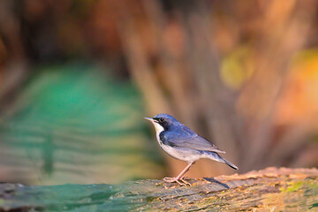 Siberian Blue Robin (Luscinia cyane) male sitting on forest floor in rainforest, Kaeng Krachan National Park, Thailand