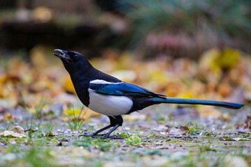 Magpie (Pica pica) foraging in colourful autumn foliage with several nuts in bill, Bavaria, Germany