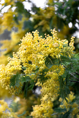 YELLOW FLOWERS (MIMOSA) ON A TREE