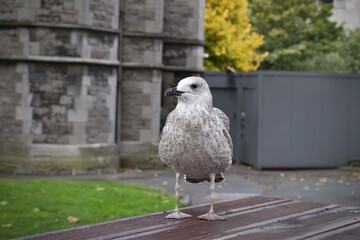Seagull is standing on a table and looking at camera without being afraid of people