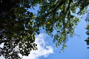 Looking above to the green leaves and blue sky