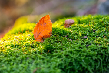 Autumn forest scenery