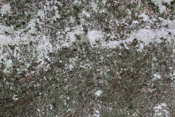 Graue Betonmauer bewachsen