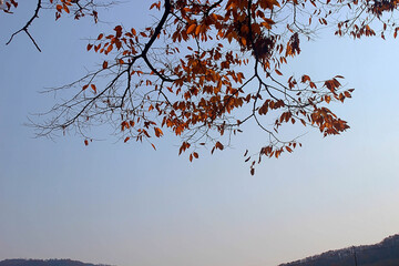 단풍잎