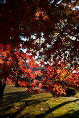 曽木公園の紅葉