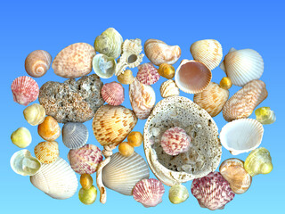 Closeup of mollusk seashells in different sizes, shapes, patterns, and colors collected from Gulf...