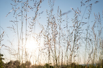 Fototapeta na wymiar Grass stalks under bright blue sky. Relaxing view of grain straws in nature.