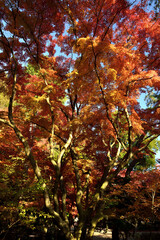 曽木公園の紅葉