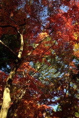 曽木公園の紅葉