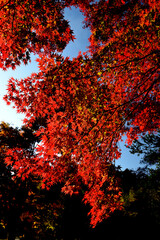 曽木公園の紅葉