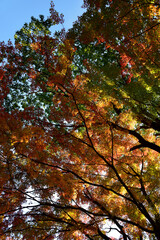 曽木公園の紅葉