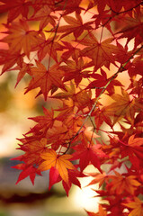 Fototapeta na wymiar 曽木公園の紅葉